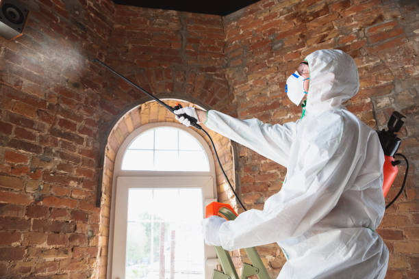 Why You Should Choose Our Mold Remediation Services in Seminole, FL